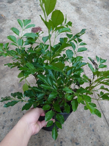Cây Nguyệt Quế Lá Lớn