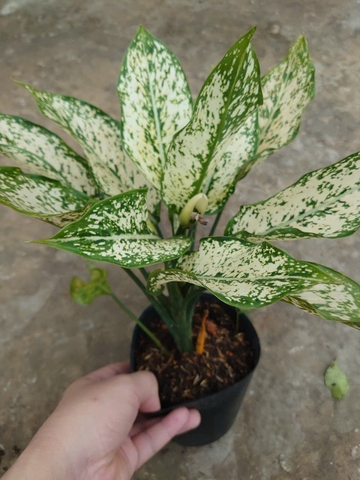 Cây Ngọc Ngân
