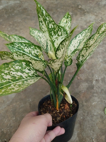 Cây Ngọc Ngân