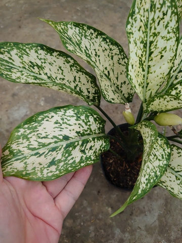 Cây Ngọc Ngân