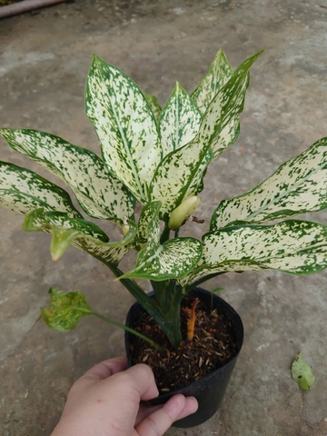 Cây Ngọc Ngân
