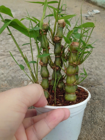Cây Trúc Đùi Ếch