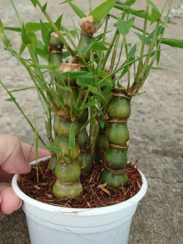 Cây Trúc Đùi Ếch