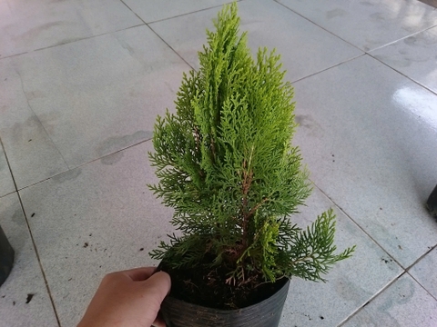 Cây Trắc Bách Diệp