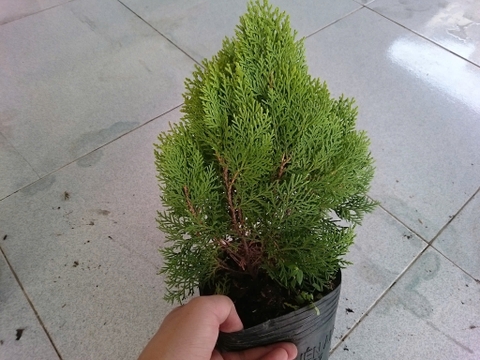 Cây Trắc Bách Diệp