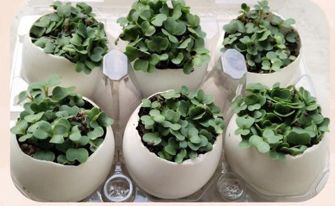 Trồng cây trong vỏ trứng – Học liệu thực hành STEM