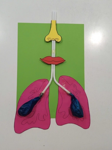 Mô hình hệ hô hấp – Học liệu thực hành STEM