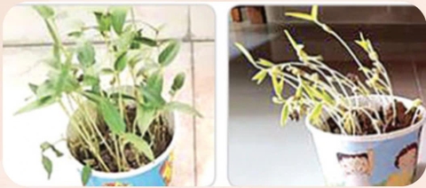 Ánh sáng và sự sống – Học liệu thực hành STEM