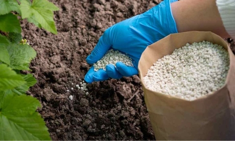 Bón phân vào đất có tác dụng gì? Hướng dẫn cách bón phân hiệu quả