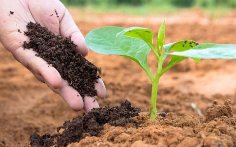 Phân bón là gì? Phân loại, tác dụng và cách sử dụng hiệu quả cho cây trồng