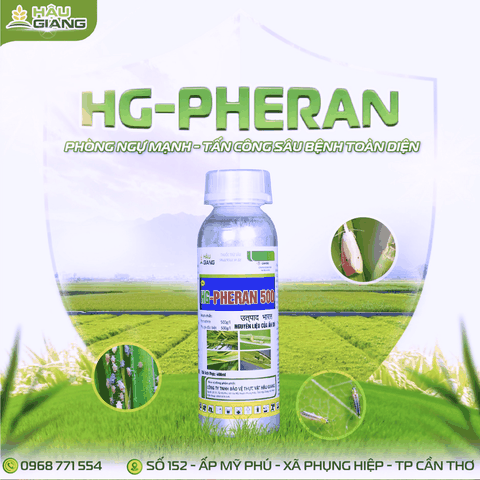 HẬU GIANG - PHERAN 500EC 480ML (AL) - Permethrin 500g/l - Phòng trừ sâu cuốn lá, sâu đục thân, rầy nâu, bọ trĩ, sâu tơ, sâu xanh, sâu đục quả