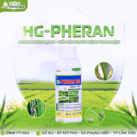 HẬU GIANG - PHERAN 500EC 480ML (PET) - Permethrin 500g/l -  Phòng trừ sâu cuốn lá, sâu đục thân, rầy nâu, bọ trĩ, sâu tơ, sâu xanh, sâu đục quả