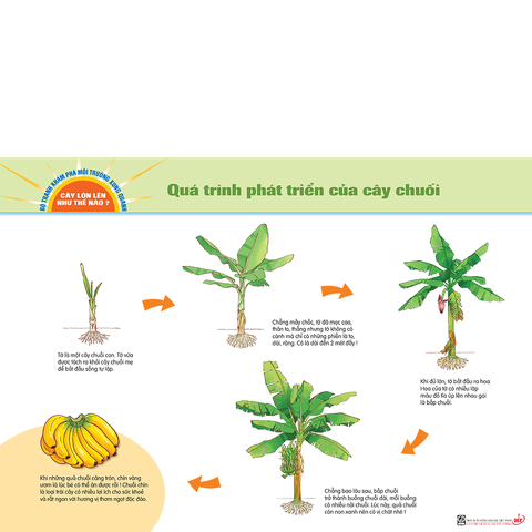 Bộ tranh khám phá môi trường xung quanh – Cây lớn lên như thế nào?