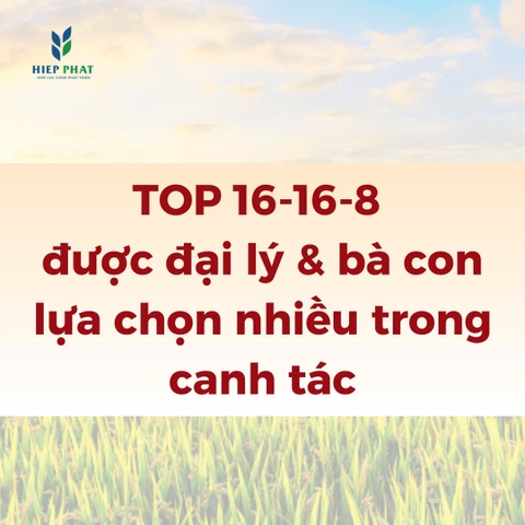 Các dòng phân bón 16-16-8 được lựa chọn nhiều cho ruộng lúa