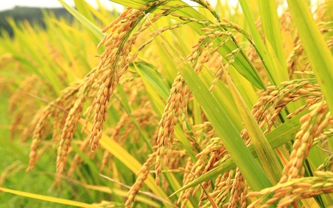 Các thời điểm vàng để bón thúc cho lúa
