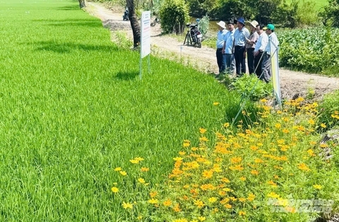 LÚA SINH THÁI MỞ LỐI CHO GẠO CHẤT LƯỢNG CAO