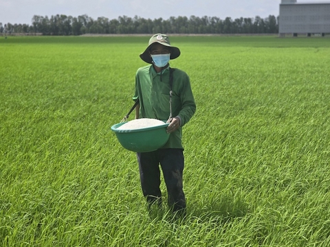 Phân bón tăng giá sốc, áp sát mức đỉnh đợt dịch Covid-19