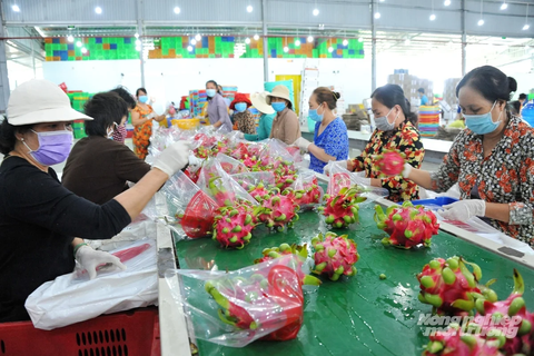 Đồng Tháp gây dựng nền tảng phát triển nông nghiệp hiện đại