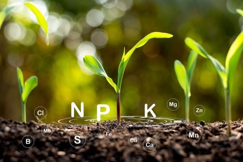 Phân Bón NPK Là Gì? Hướng Dẫn Chọn Và Sử Dụng Đúng Cách Để Tăng Năng Suất Cây Trồng