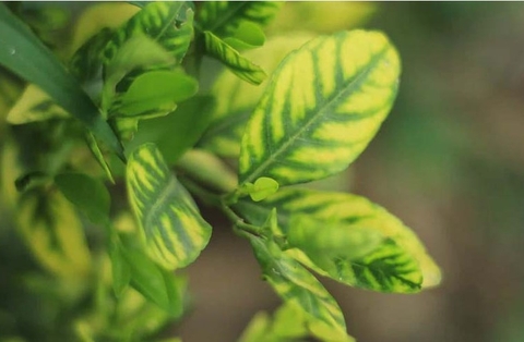 Nguyên nhân khiến cây trồng bị dư phân hoặc thiếu phân ? Sai lầm người trồng thường gặp