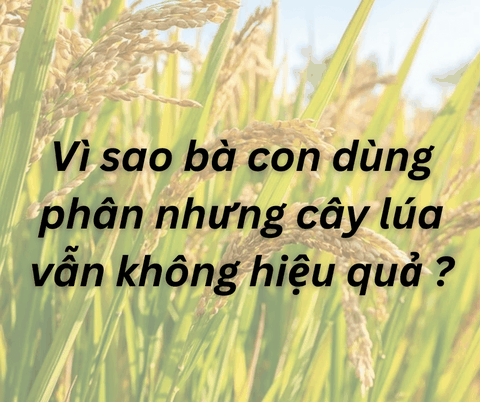 Vì sao bà con dùng phân nhưng cây lúa vẫn không hiệu quả ?