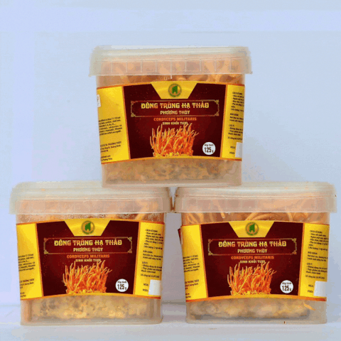 Đông trùng hạ thảo tươi