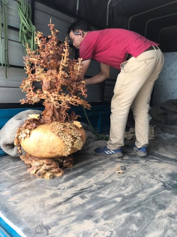 BÌNH MAI NU HƯƠNG 5558 - SP80