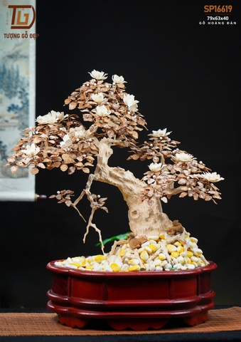 CÂY HOÀNG ĐÀN 16619