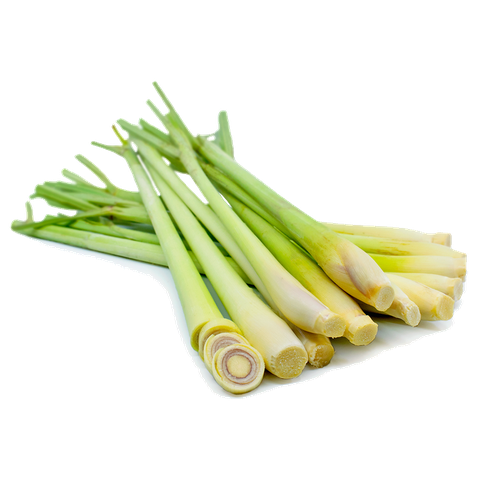 SẢ TƯƠI