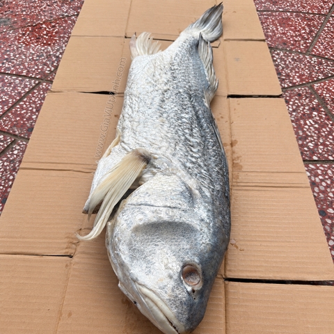 KHÔ CÁ SỬU SIZE ĐẠI 5–6KG 1 CON – NGUYÊN CON, THỊT DÀY