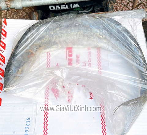 MẮM CÁ THU MUỐI DÙI NGUYÊN CON - TRÊN 1,5KG (MUỐI VÙI) A220
