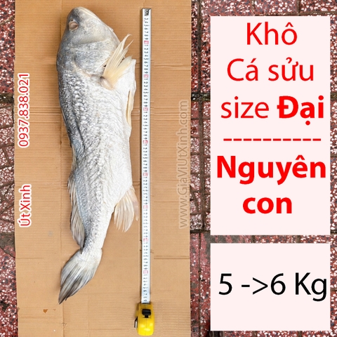 KHÔ CÁ SỬU SIZE ĐẠI 5–6KG 1 CON – NGUYÊN CON, THỊT DÀY