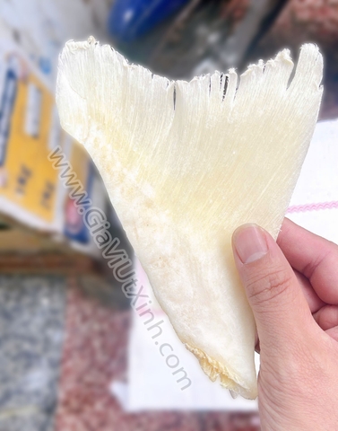 VI CÁ MẬP KHÔ (VÂY CHẸN SIZE LỚN) 500G – 1KG – MÃ A7000