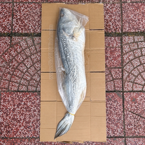 KHÔ CÁ SỬU SIZE ĐẠI 5–6KG 1 CON – NGUYÊN CON, THỊT DÀY
