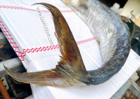 MẮM CÁ THU MUỐI DÙI NGUYÊN CON - TRÊN 1,5KG (MUỐI VÙI) A220