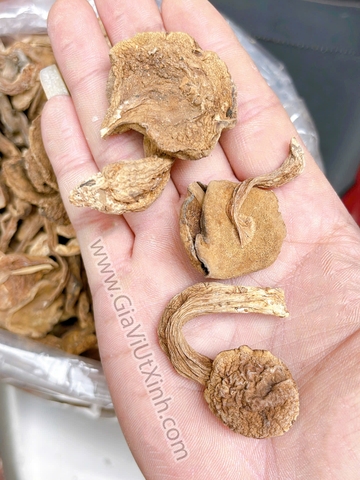 NẤM TRÀM SẤY KHÔ 500G – 1KG – VỊ ĐẮNG THANH ĐẶC TRƯNG