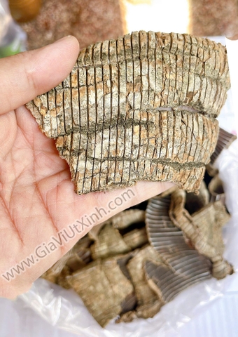 ĐỖ TRỌNG BẮC (DA RẮN) - NGUỒN LAI CHÂU 500G - 1KG -- THUỐC BẮC