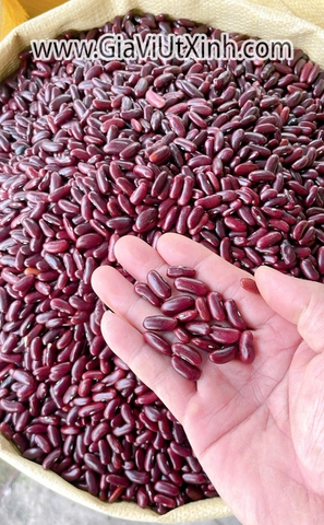 ĐẬU ĐỎ ĐẬM TÂY ĐÀ LẠT (ĐẬU TÍM) 1KG - ĐẬU THẬN - HẠT TO DÀI NẤU CHÈ