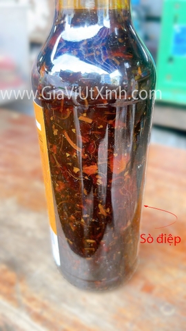 DẦU HÀO SÒ ĐIỆP THƯỢNG HẠNG AMOY 555G - PREMIUM OYSTER SAUCE WITH SCALLOP - DẦU HÀO HONG KONG