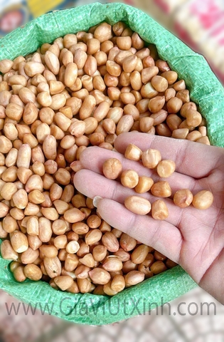 ĐẬU PHỘNG SỐNG B6 - DA TRẮNG - SIZE TRUNG - TÚI 1KG