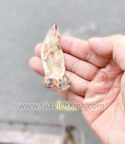 KHÔ MỰC CHUỐI (MỰC SỮA) 500G – 1KG – CHUYÊN NẤU NƯỚC LÈO, NẤU SÚP MÃ A230