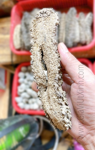 HẢI SÂM GAI KHÔ TỰ NHIÊN 500G - 1KG - LOẠI A27 CAO CẤP