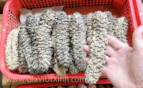 HẢI SÂM GAI KHÔ TỰ NHIÊN 500G - 1KG - LOẠI A27 CAO CẤP