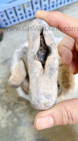 HẢI SÂM KHÔ NHA TRANG DA TRƠN 500G - 1KG – LOẠI A15 CAO CẤP