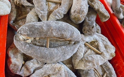 HẢI SÂM LỰU DA TRƠN 500G - 1KG - LOẠI A26 CAO CẤP