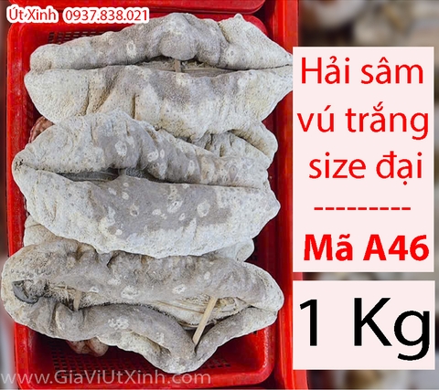HẢI SÂM VÚ TRẮNG 500G - 1KG - MÃ A46 CAO CẤP SIZE ĐẠI