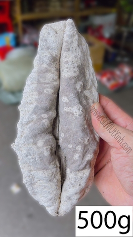 HẢI SÂM VÚ TRẮNG 500G - 1KG - MÃ A46 CAO CẤP SIZE ĐẠI