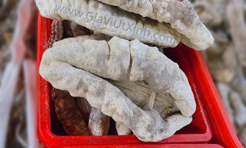 HẢI SÂM VÚ TRẮNG 500G - 1KG - MÃ A46 CAO CẤP SIZE ĐẠI