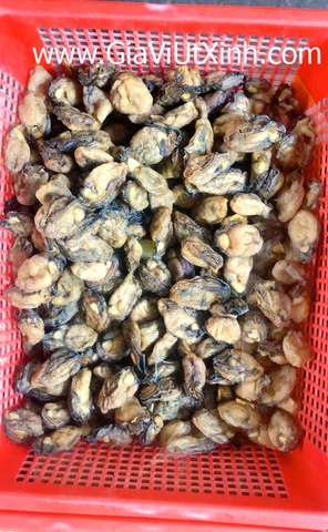 HÀU KHÔ (SIZE ĐẠI) 1KG - HÀU TƯƠI SẤY KHÔ - DRY OYSTERS
