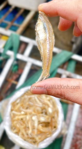 KHÔ CÁ CƠM ĐÃ TẨM VỊ (SIZE CỰC ĐẠI) 1KG - NGỌT THỊT THƠM NGON - MÃ A145